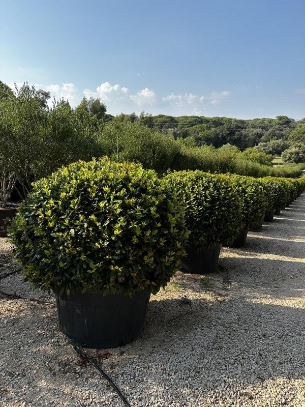 LAURUS NOBILIS Alloro