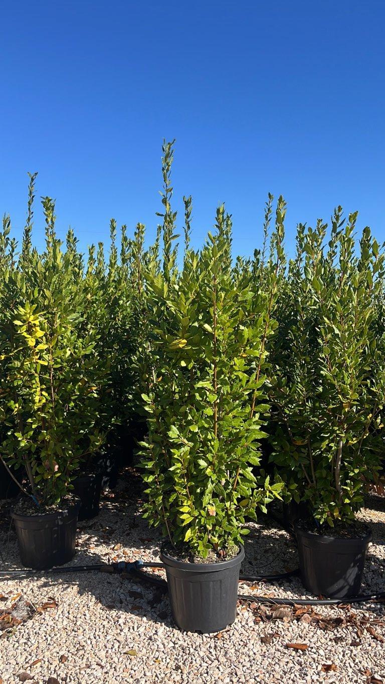 LAURUS NOBILIS Alloro