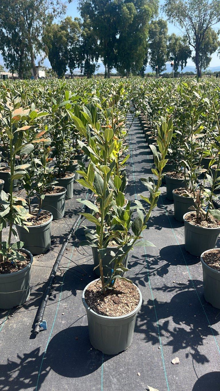 LAURUS NOBILIS Alloro
