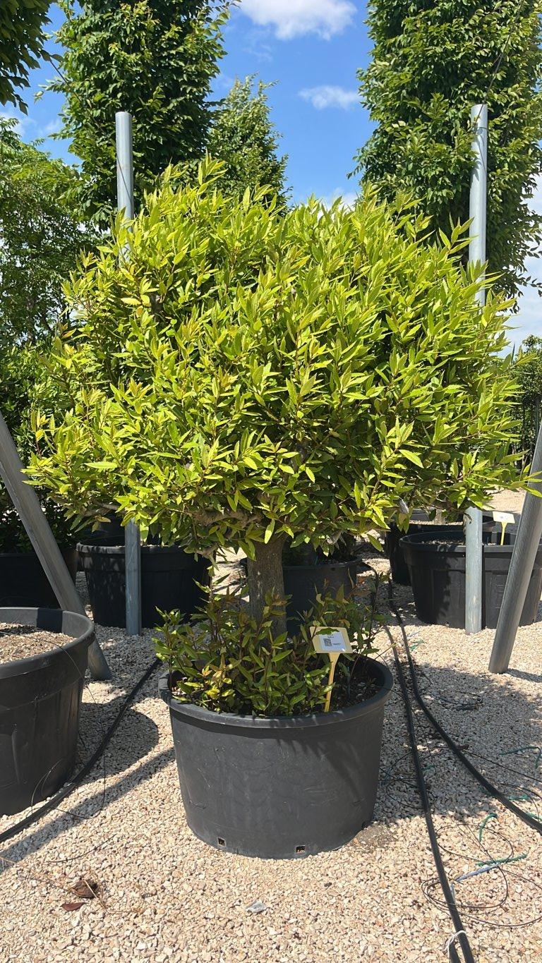 LAURUS NOBILIS Alloro