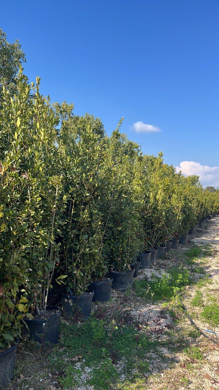 LAURUS NOBILIS Alloro