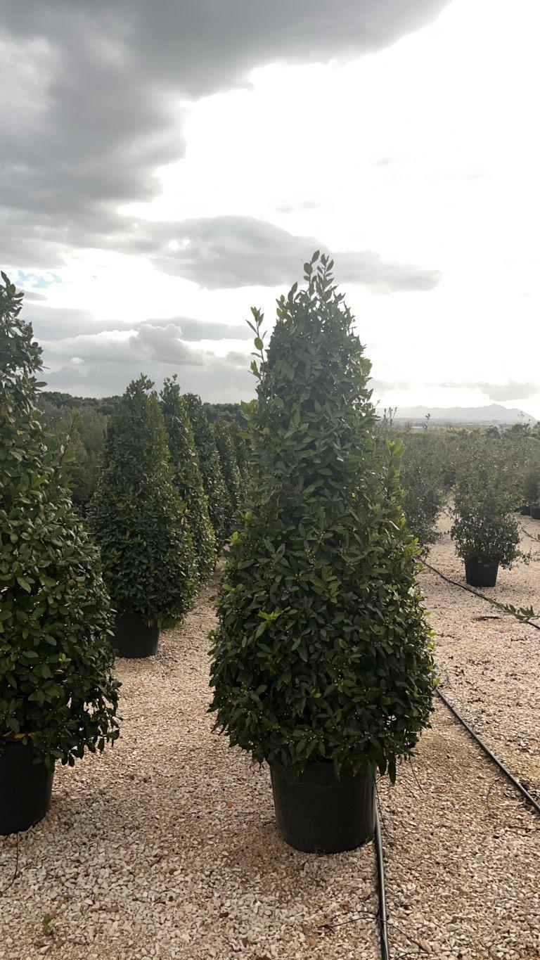 LAURUS NOBILIS Alloro