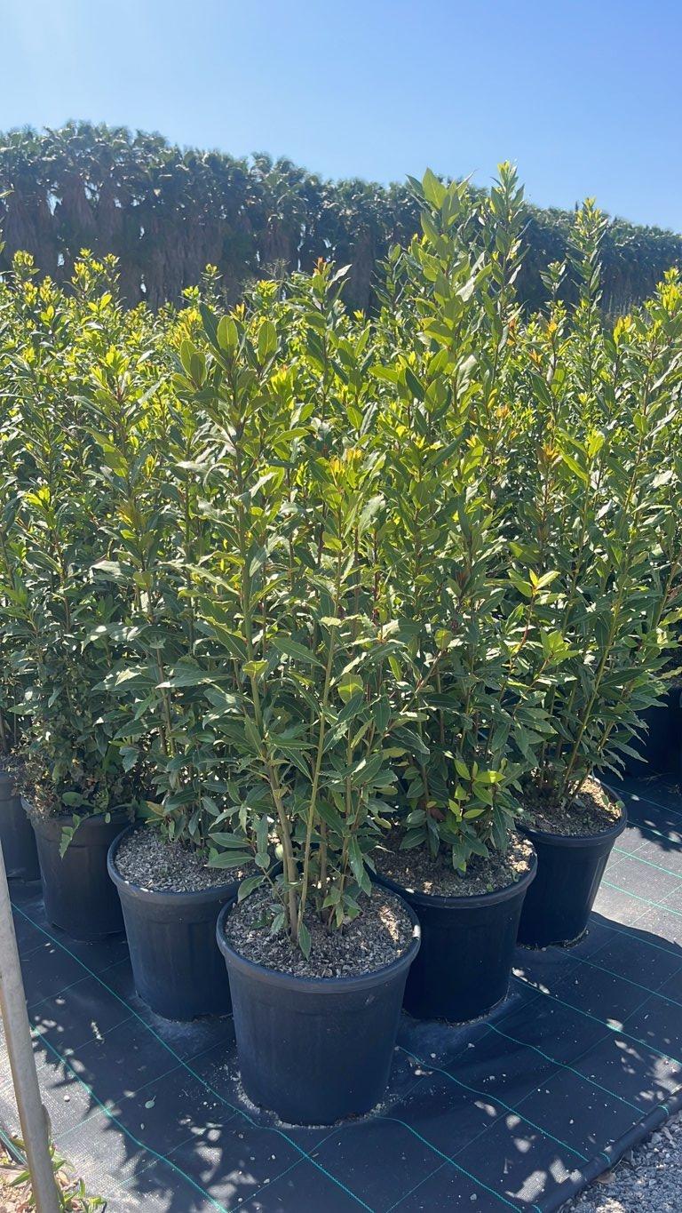 LAURUS NOBILIS Alloro
