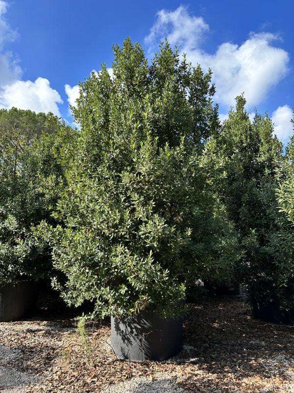 LAURUS NOBILIS Alloro