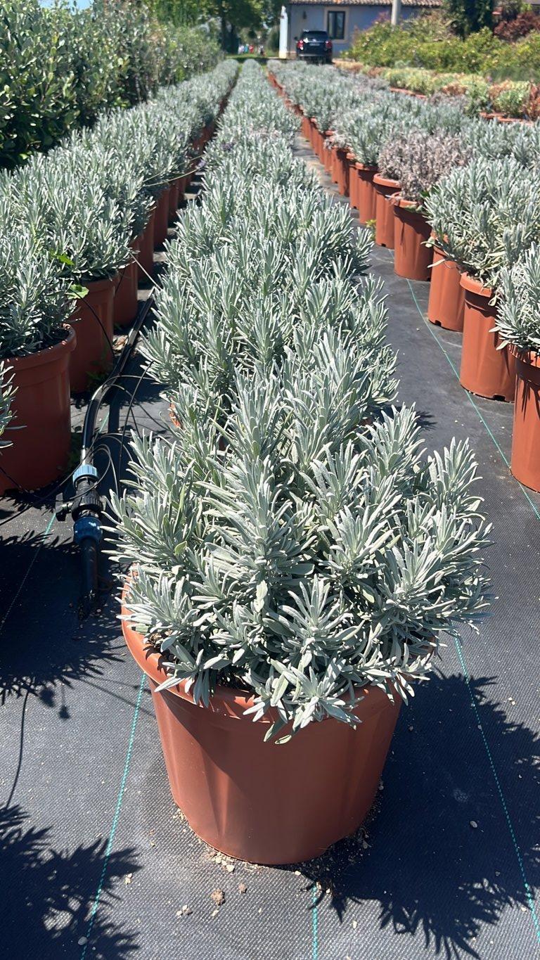LAVANDULA ANGUSTIFOLIA Lavanda inglese