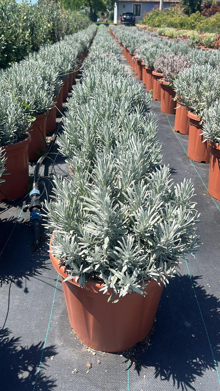 LAVANDULA ANGUSTIFOLIA Lavanda inglese