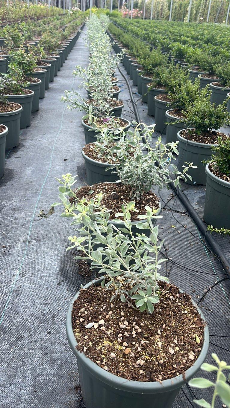 LEUCOPHYLLUM FRUTESCENS COMPACTUM Salvia del Texas