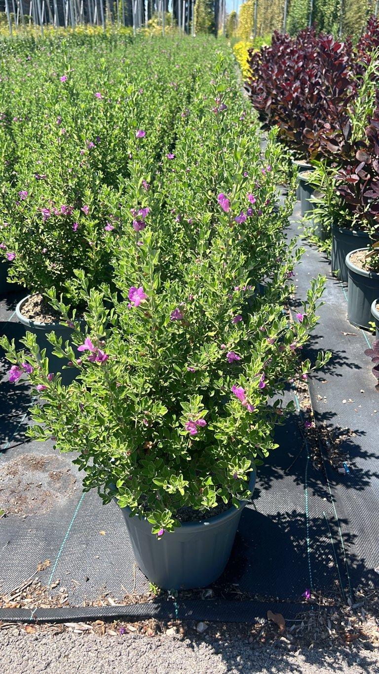LEUCOPHYLLUM FRUTESCENS GREEN CLOUD Salvia del Texas