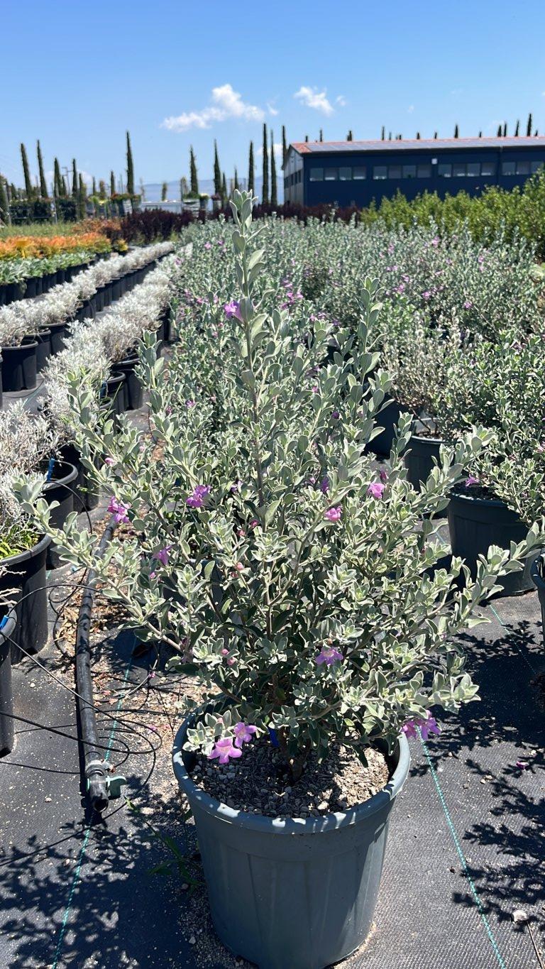 LEUCOPHYLLUM FRUTESCENS Salvia del Texas