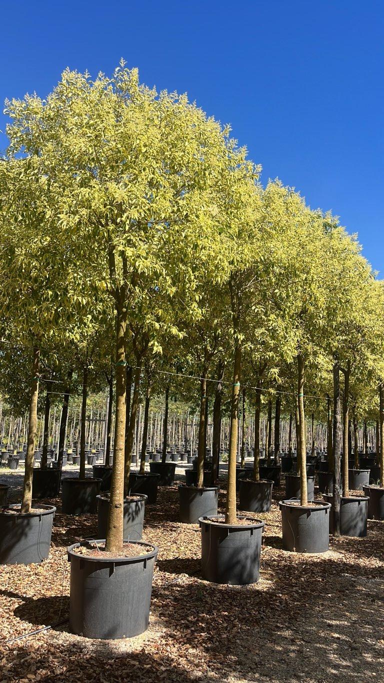 LIGUSTRUM JAPONICUM EXCELSUM SUPERBUM Ligustro giapponese