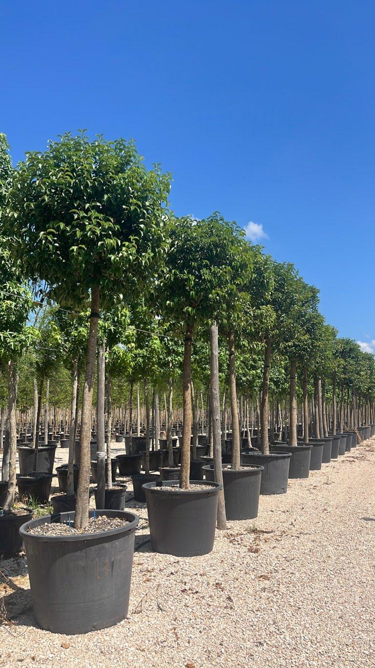 LIGUSTRUM JAPONICUM Ligustro giapponese