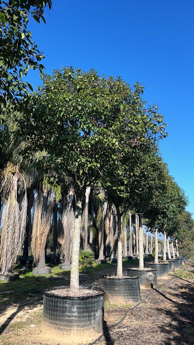 LIGUSTRUM JAPONICUM Ligustro giapponese