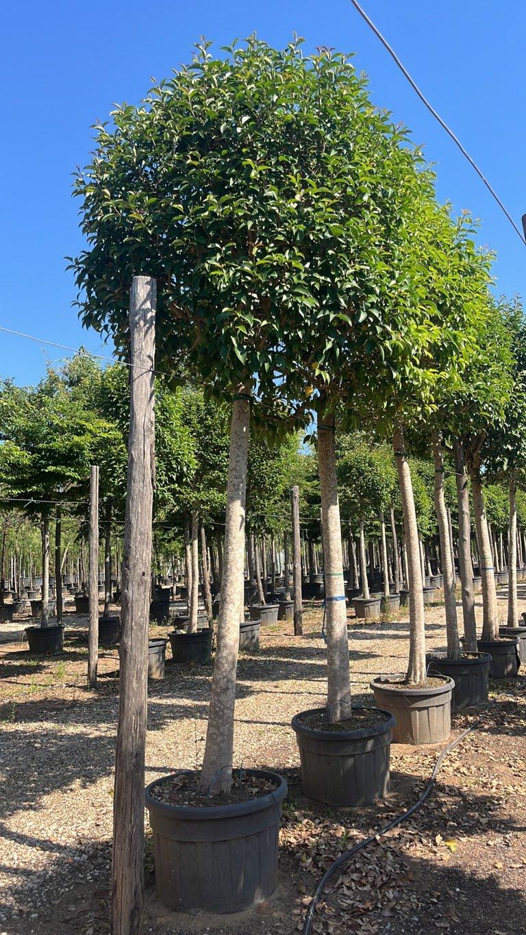 LIGUSTRUM JAPONICUM Ligustro giapponese