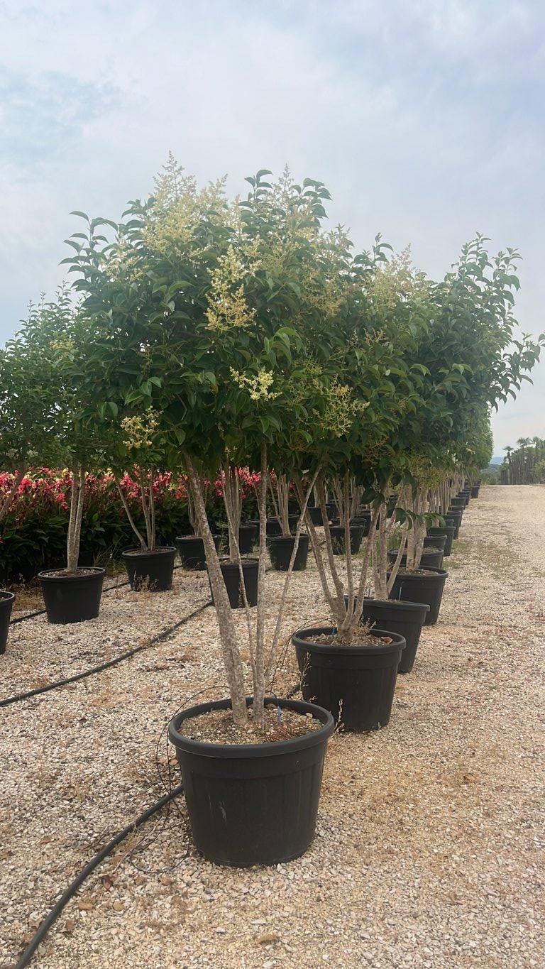 LIGUSTRUM JAPONICUM Ligustro giapponese
