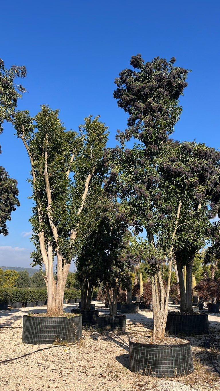 LIGUSTRUM JAPONICUM Ligustro giapponese