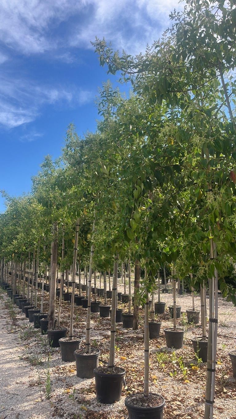 LIGUSTRUM JAPONICUM Ligustro giapponese