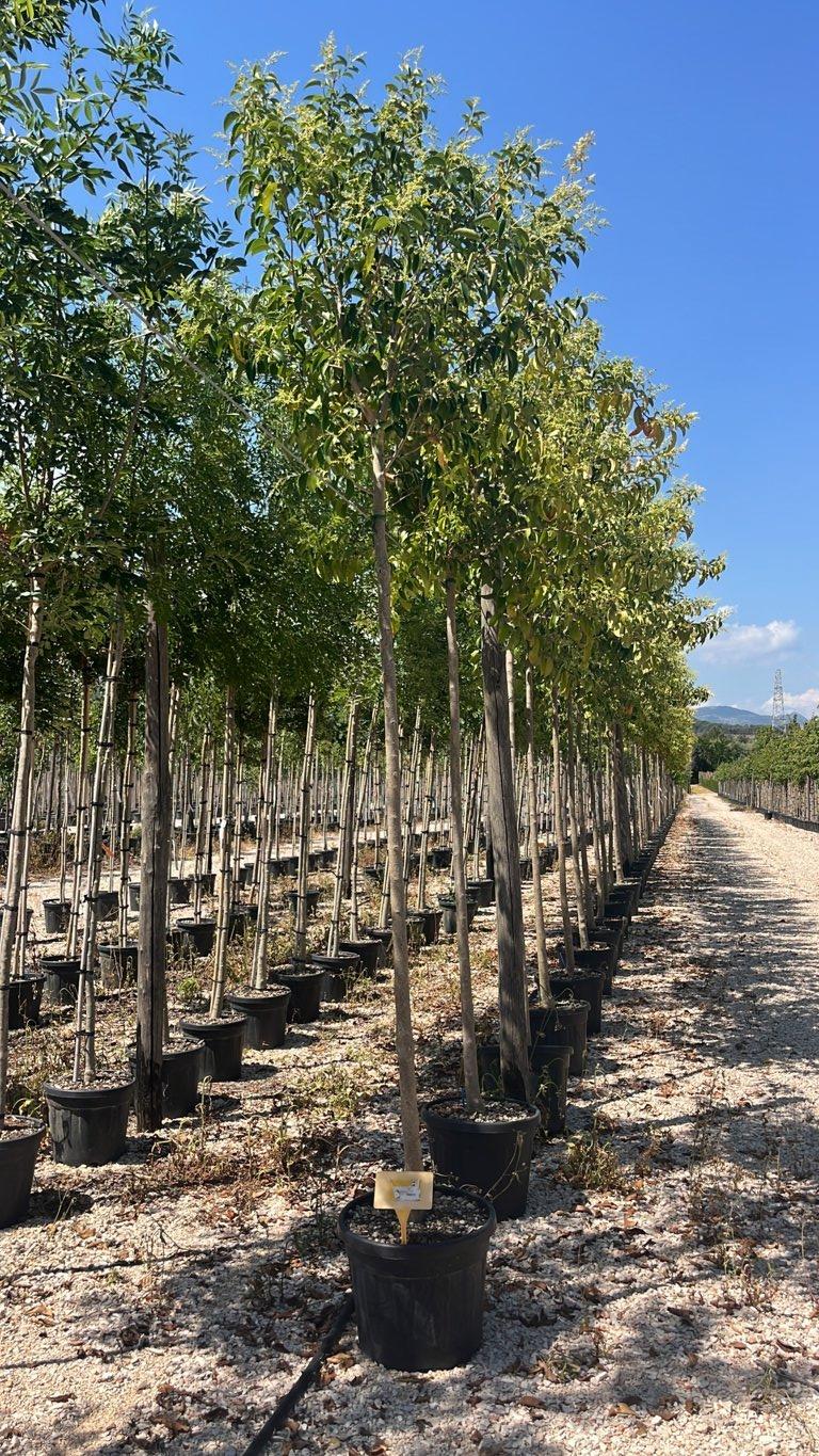 LIGUSTRUM JAPONICUM Ligustro giapponese