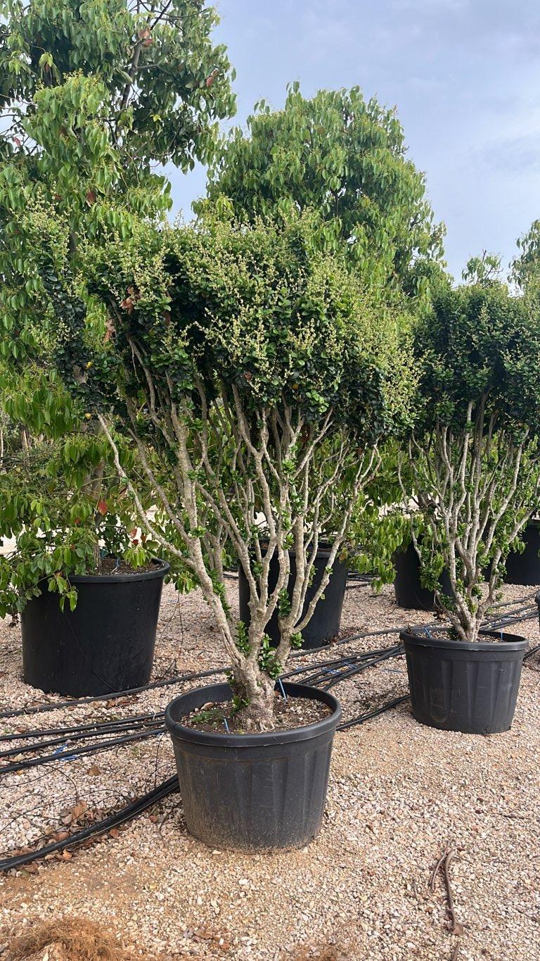 LIGUSTRUM JAPONICUM ROTUNDIFOLIUM Ligustro giapponese