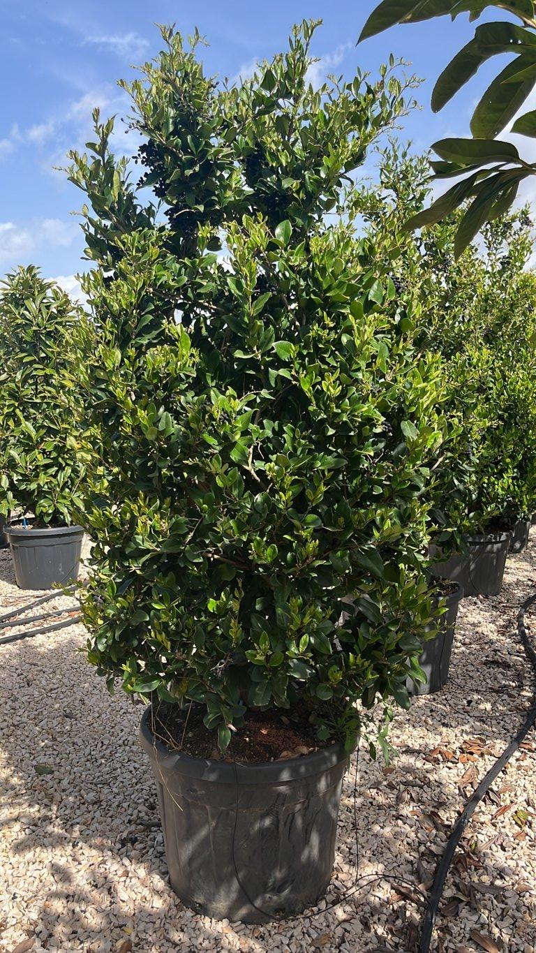 LIGUSTRUM TEXANUM Ligustro