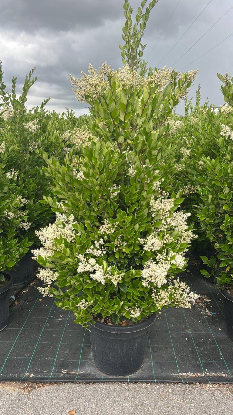 LIGUSTRUM TEXANUM Ligustro