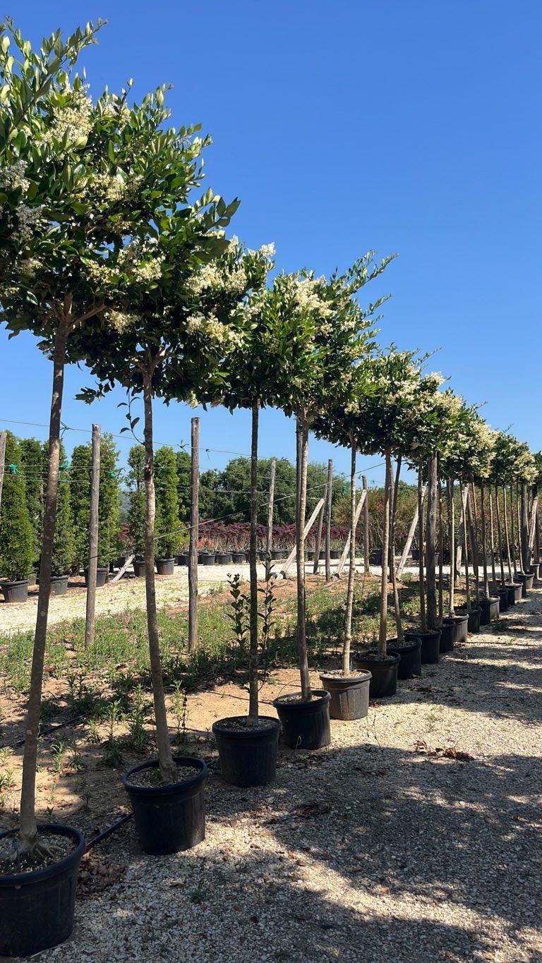 LIGUSTRUM TEXANUM Ligustro