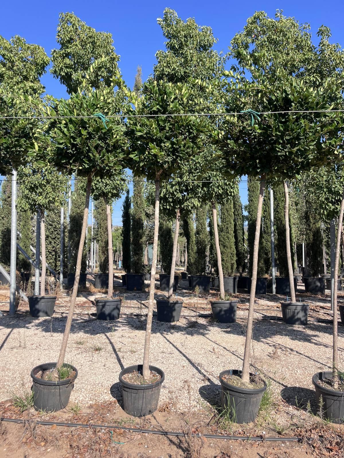 LIGUSTRUM TEXANUM Ligustro