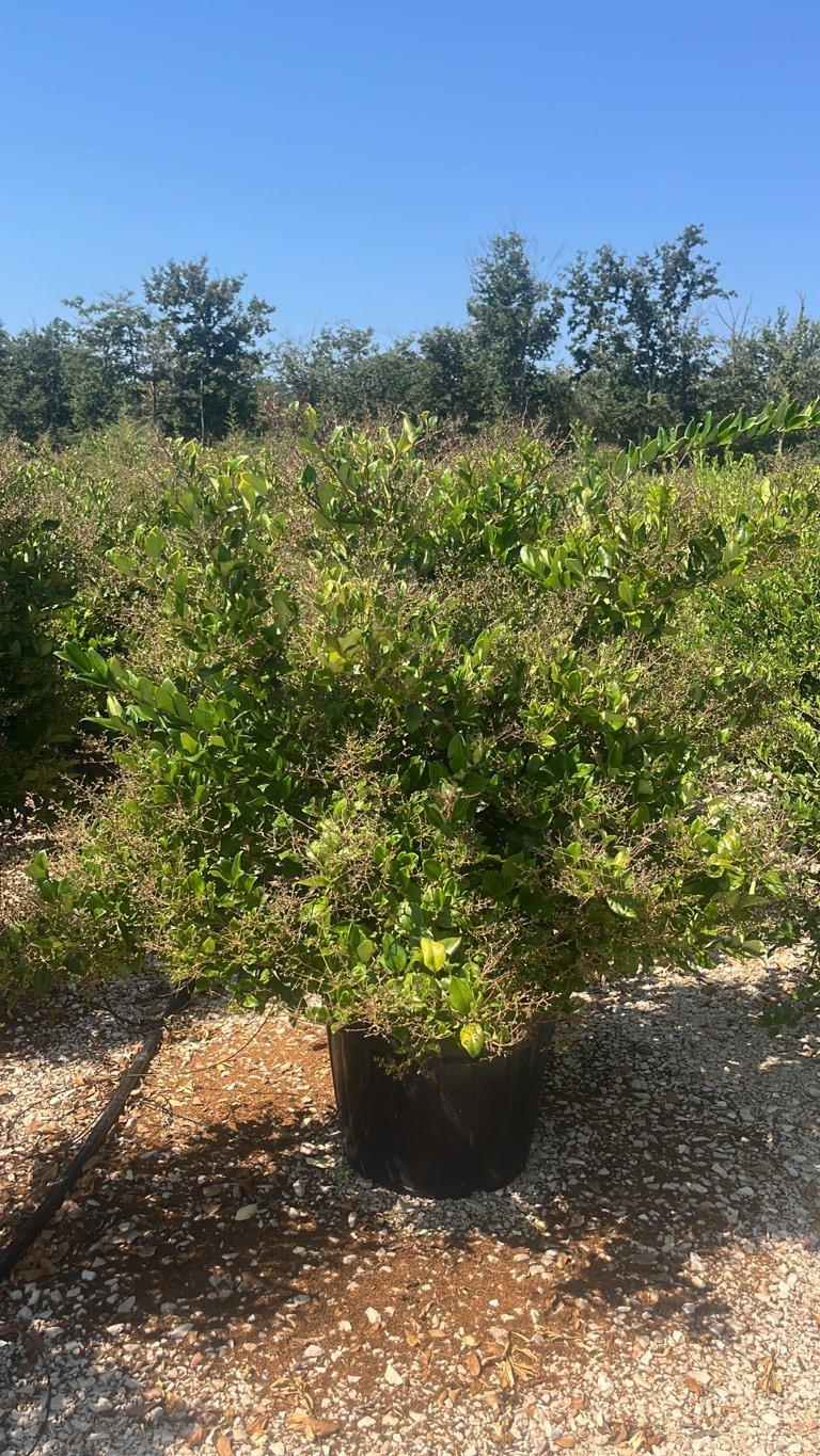 LIGUSTRUM TEXANUM Ligustro