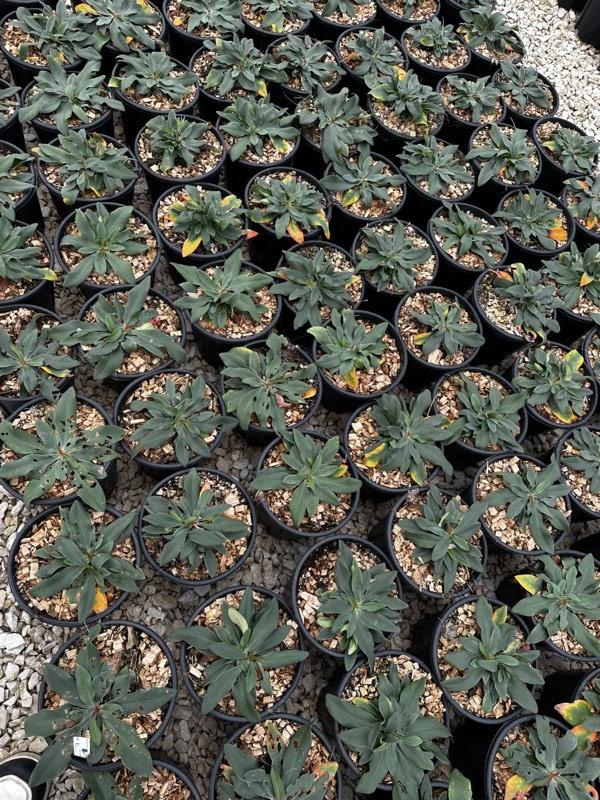 LIMONIUM DAZZLE ROCKS Limonio