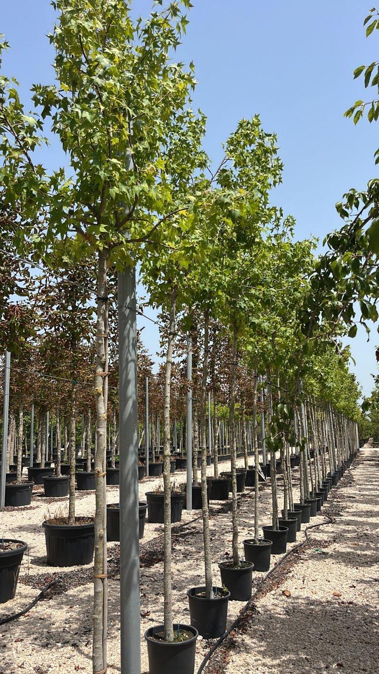 LIQUIDAMBAR STYRACIFLUA PENDULA Storace americano