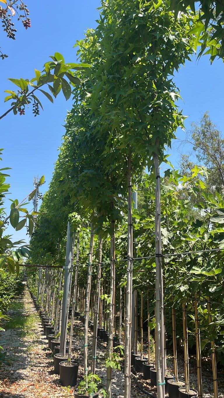 LIQUIDAMBAR STYRACIFLUA SLENDER SILHOUETTE Storace americano