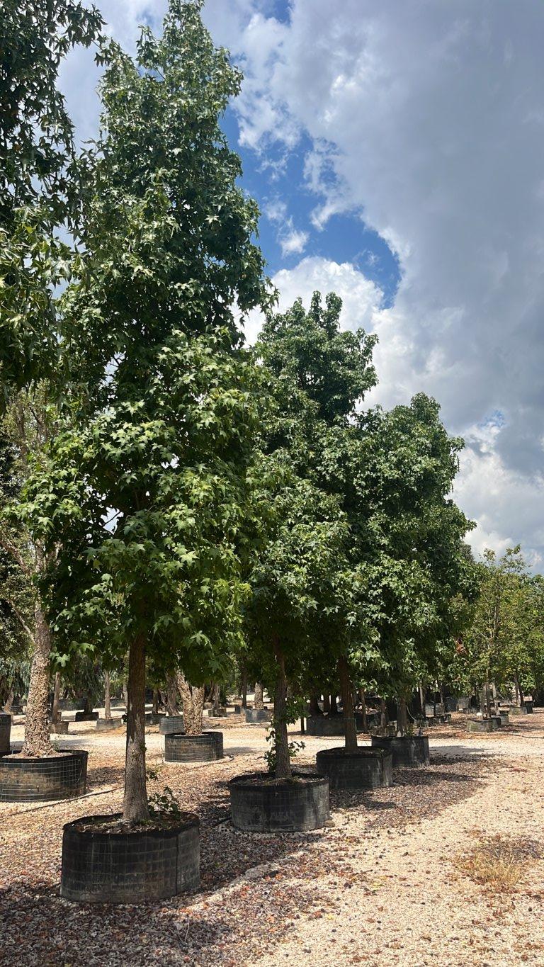 LIQUIDAMBAR STYRACIFLUA Storace americano