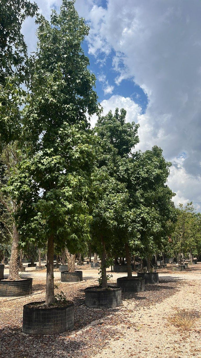 LIQUIDAMBAR STYRACIFLUA Storace americano
