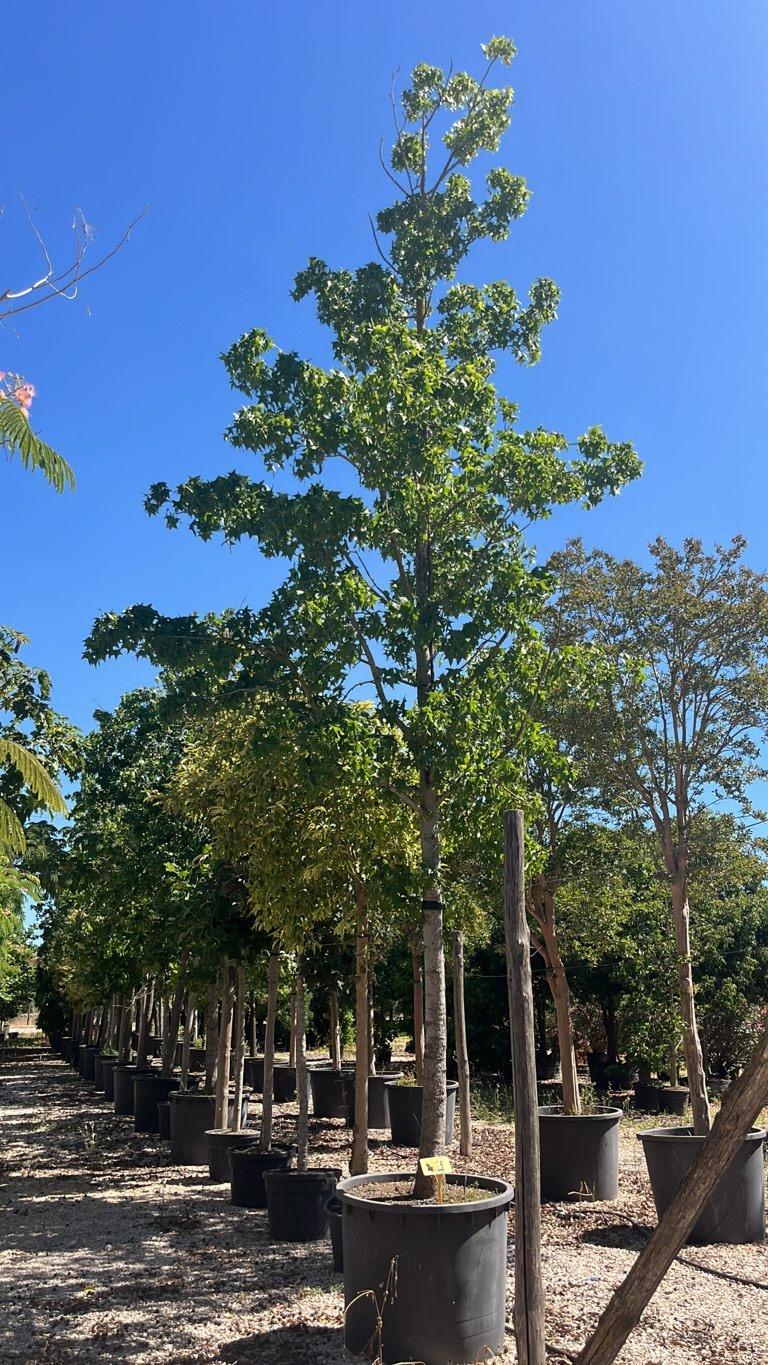 LIQUIDAMBAR STYRACIFLUA Storace americano