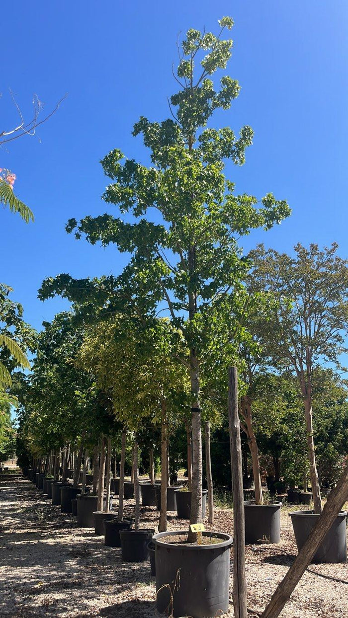 LIQUIDAMBAR STYRACIFLUA Storace americano
