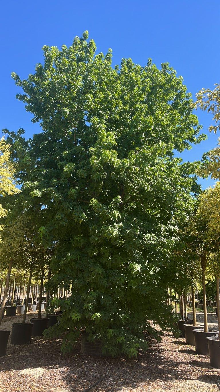 LIQUIDAMBAR STYRACIFLUA Storace americano