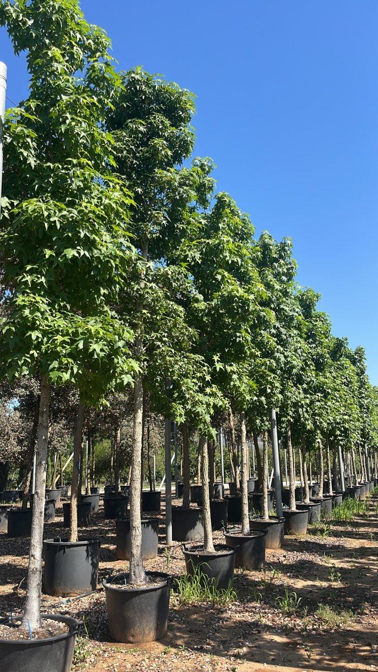 LIQUIDAMBAR STYRACIFLUA Storace americano