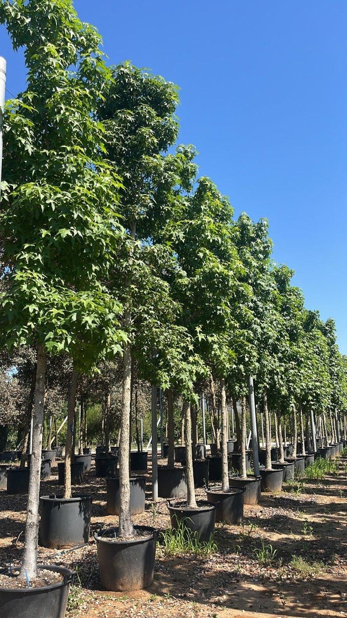 LIQUIDAMBAR STYRACIFLUA Storace americano