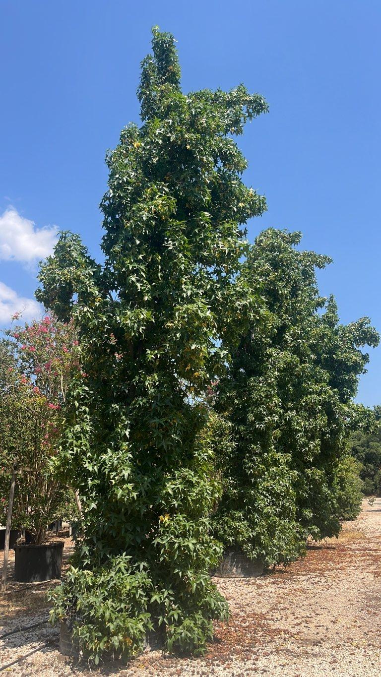 LIQUIDAMBAR STYRACIFLUA Storace americano