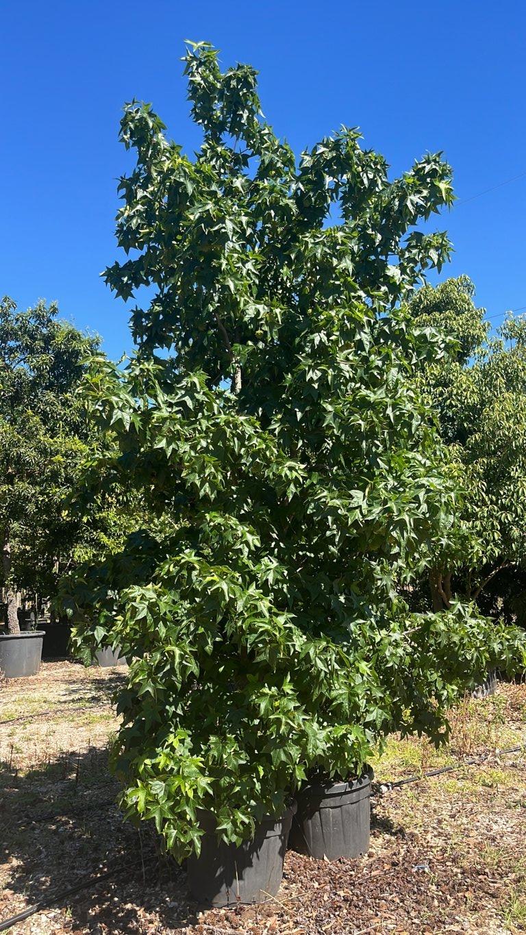 LIQUIDAMBAR STYRACIFLUA Storace americano