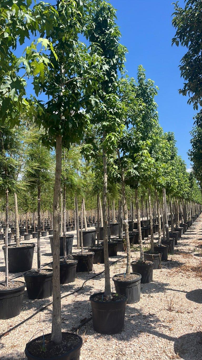 LIQUIDAMBAR STYRACIFLUA Storace americano