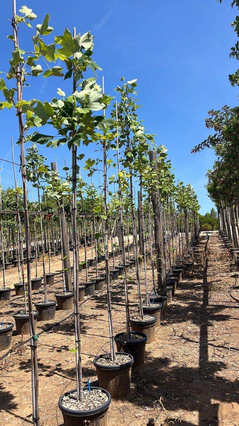 LIRIODENDRON TULIPIFERA Albero dei tulipani