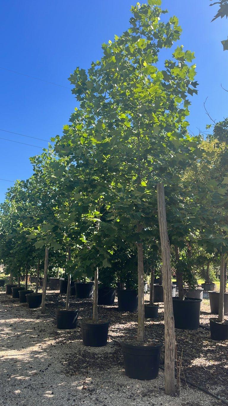 LIRIODENDRON TULIPIFERA Albero dei tulipani