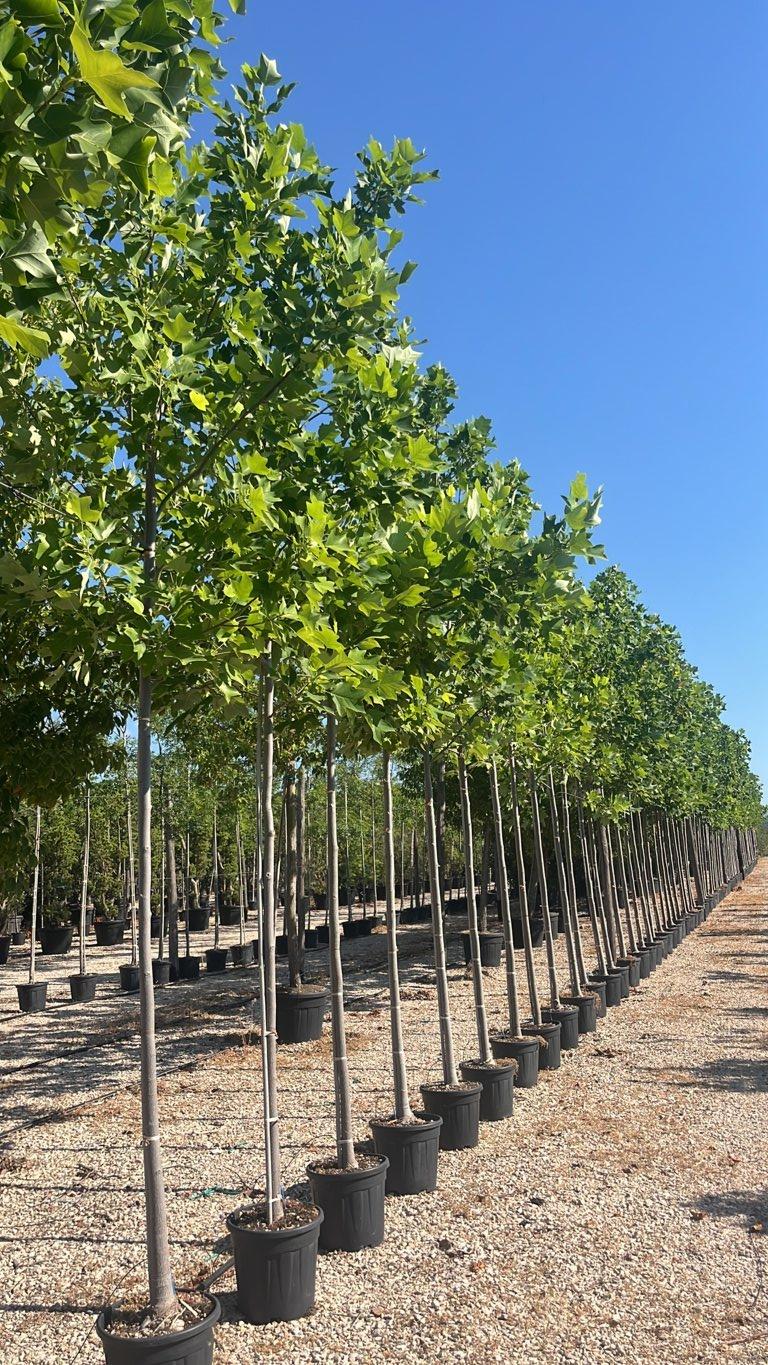 LIRIODENDRON TULIPIFERA Albero dei tulipani