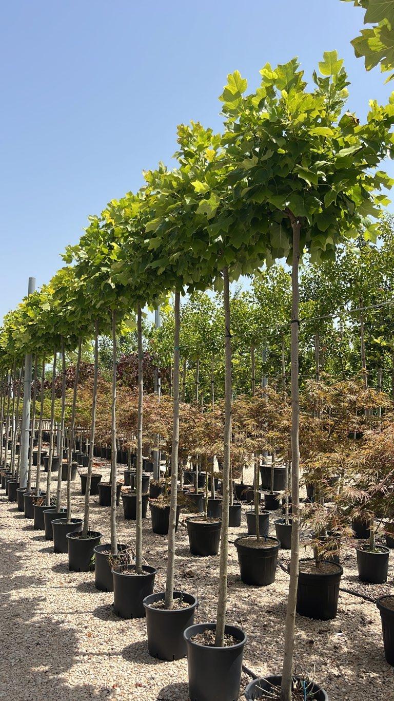 LIRIODENDRON TULIPIFERA EDWARD GURSZTYN Albero dei tulipani