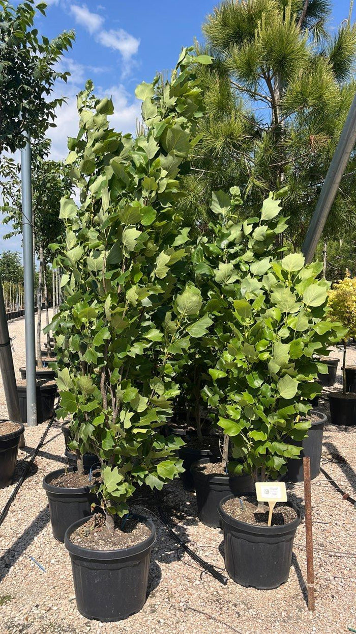 LIRIODENDRON TULIPIFERA FASTIGIATA Albero dei tulipani