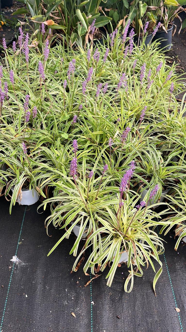 LIRIOPE MUSCARI VARIEGATUM Liriope