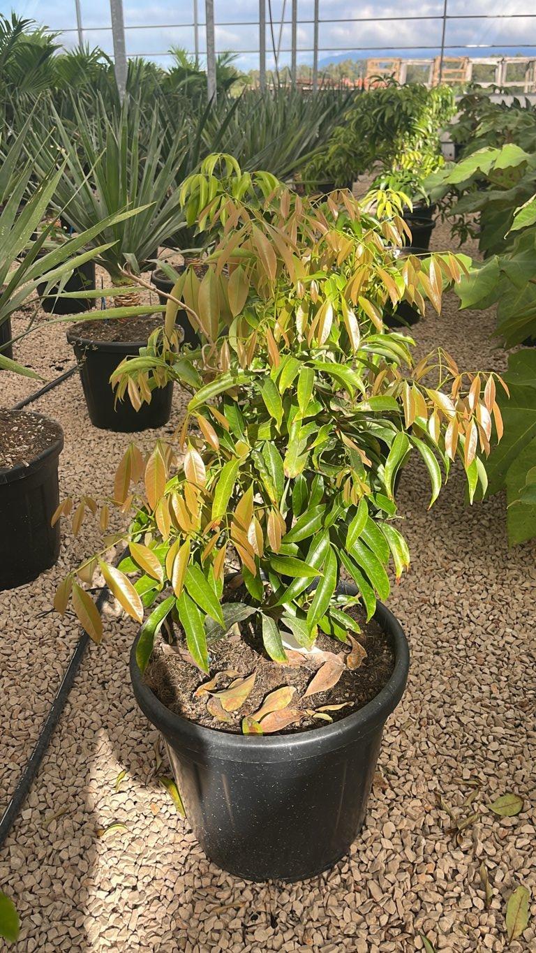 LITCHI CHINENSIS KWAI MAY PINK Litchi