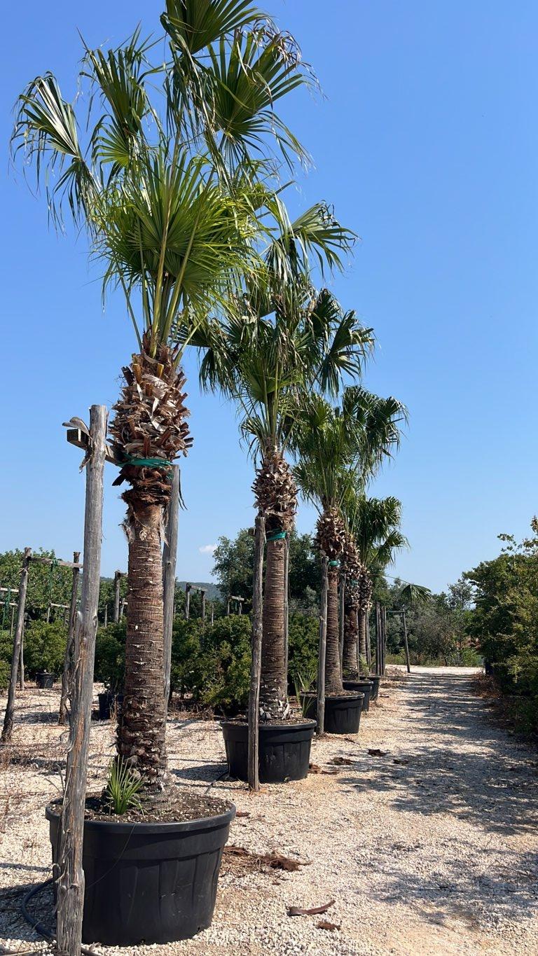 LIVISTONIA AUSTRALIS Palma Cabbage Tree