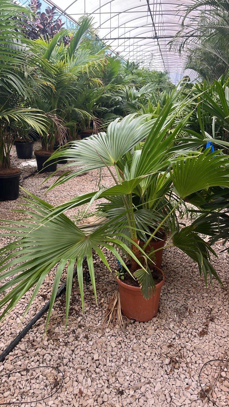 LIVISTONIA CHINENSIS Ventaglio cinese