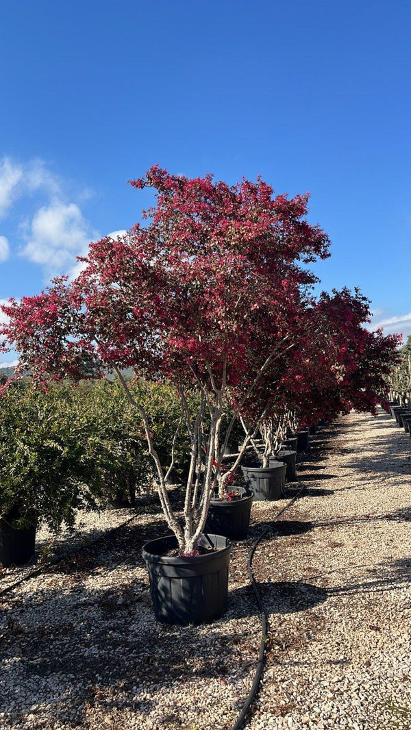 LOROPETALUM CHINENSIS BLACK Loropetalum